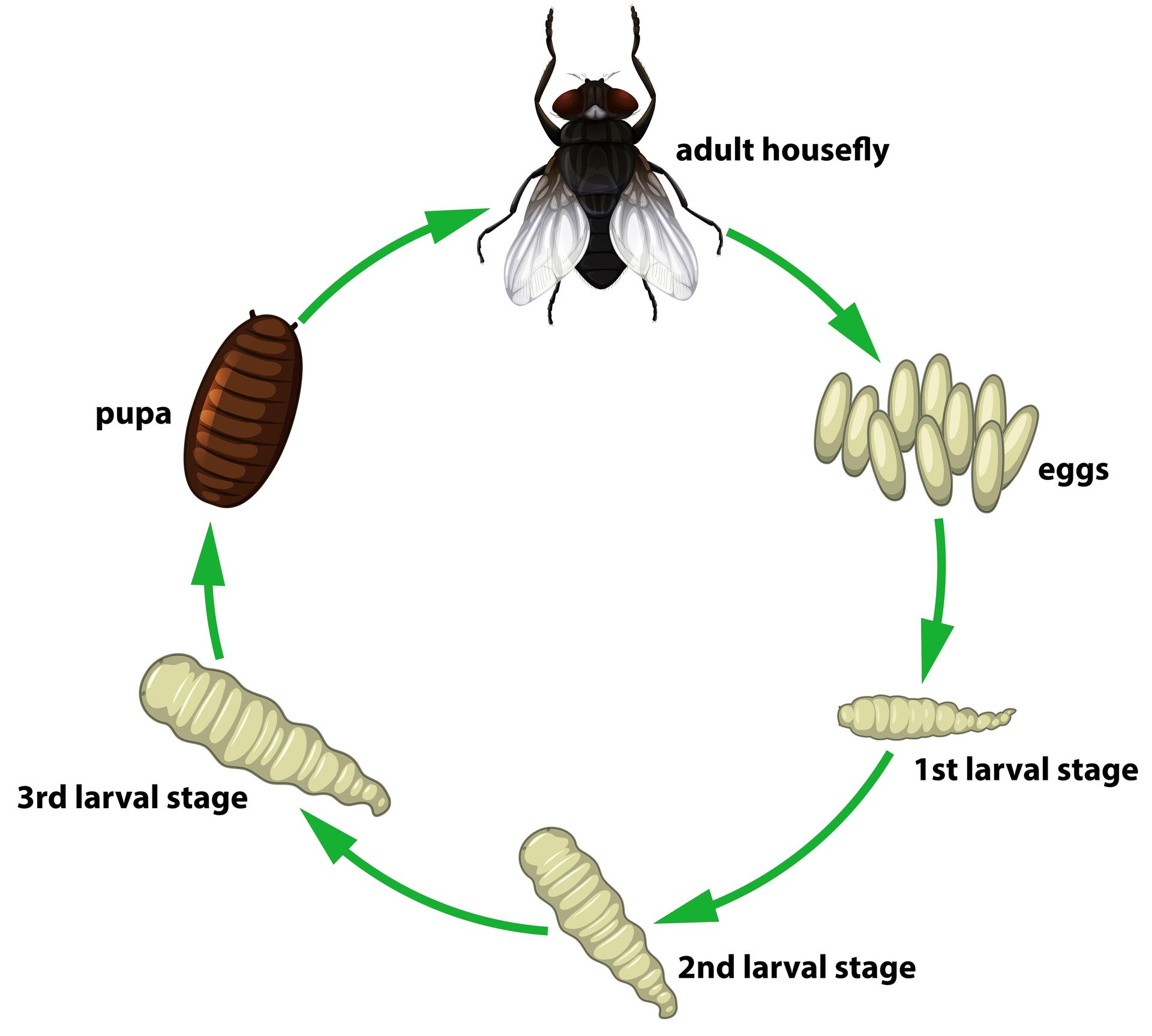 image of fly life cycle