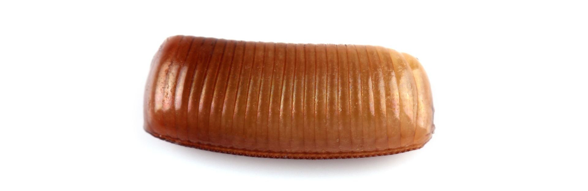 image of german cockroach egg