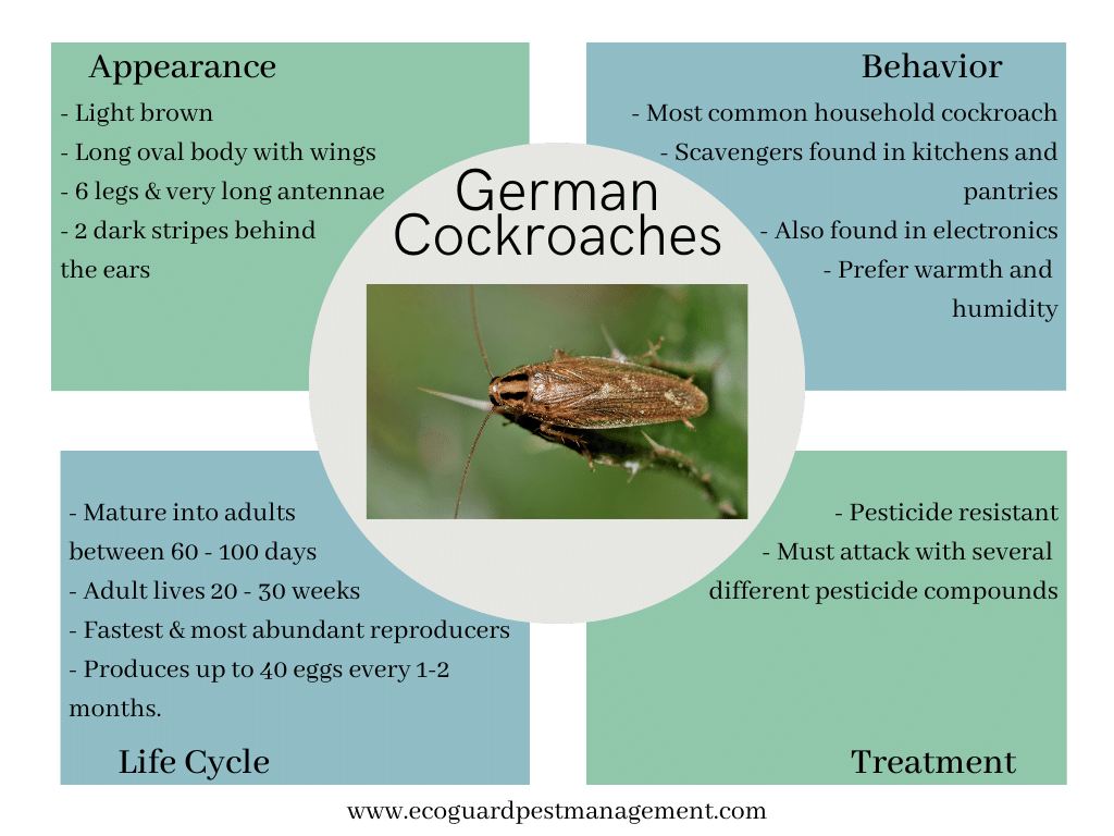 diagram that describes german cockroaches