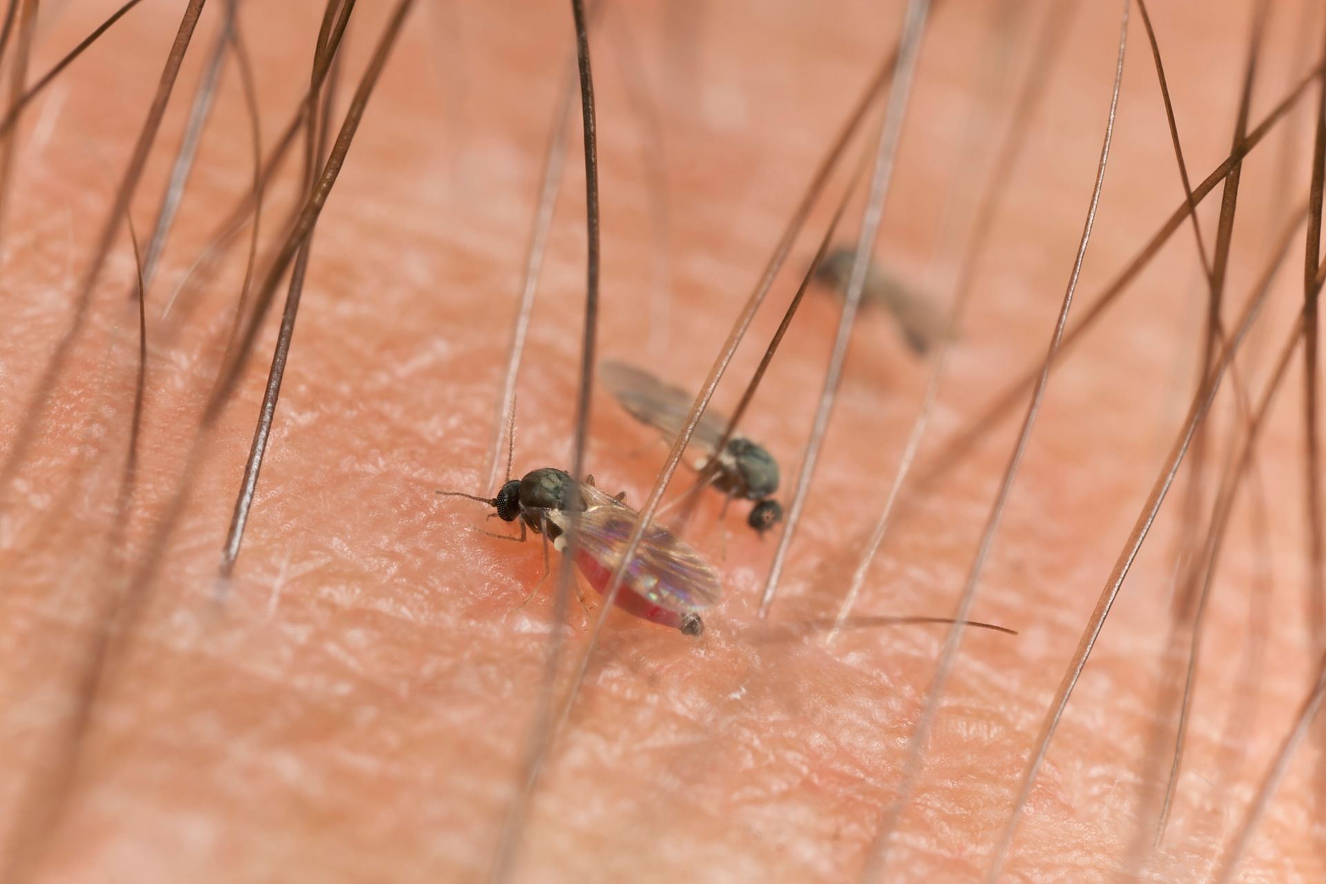 biting gnats