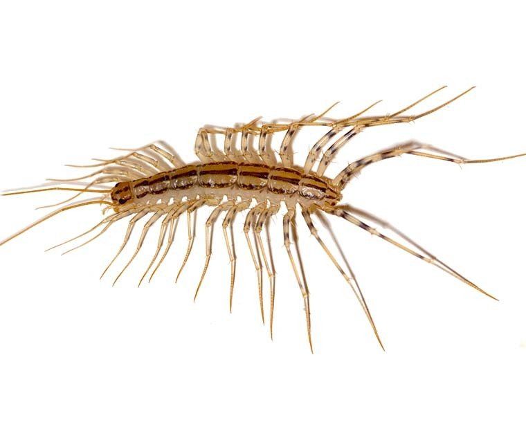 House Centipede Control