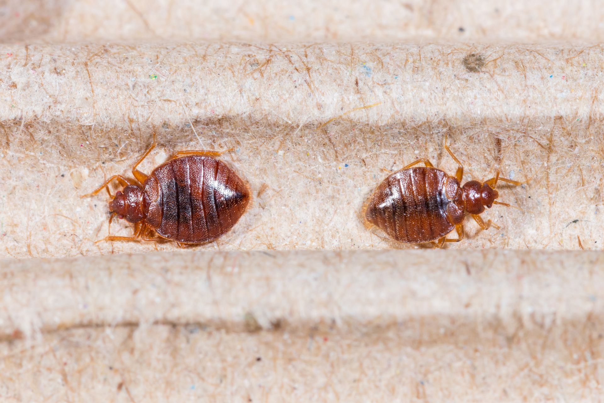 bed bug spreading