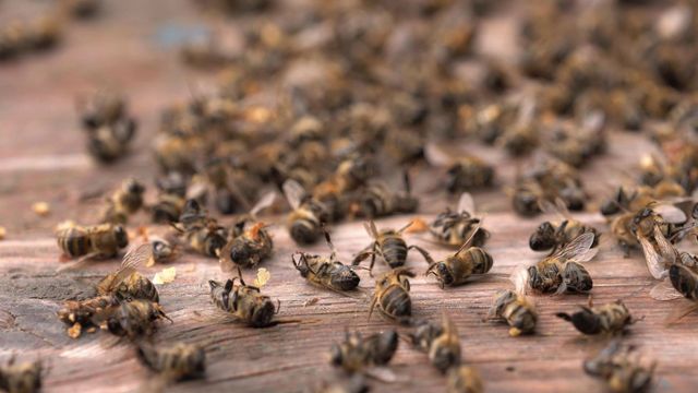 Baby bees are like baby gnats: full size - Honey Bee Suite