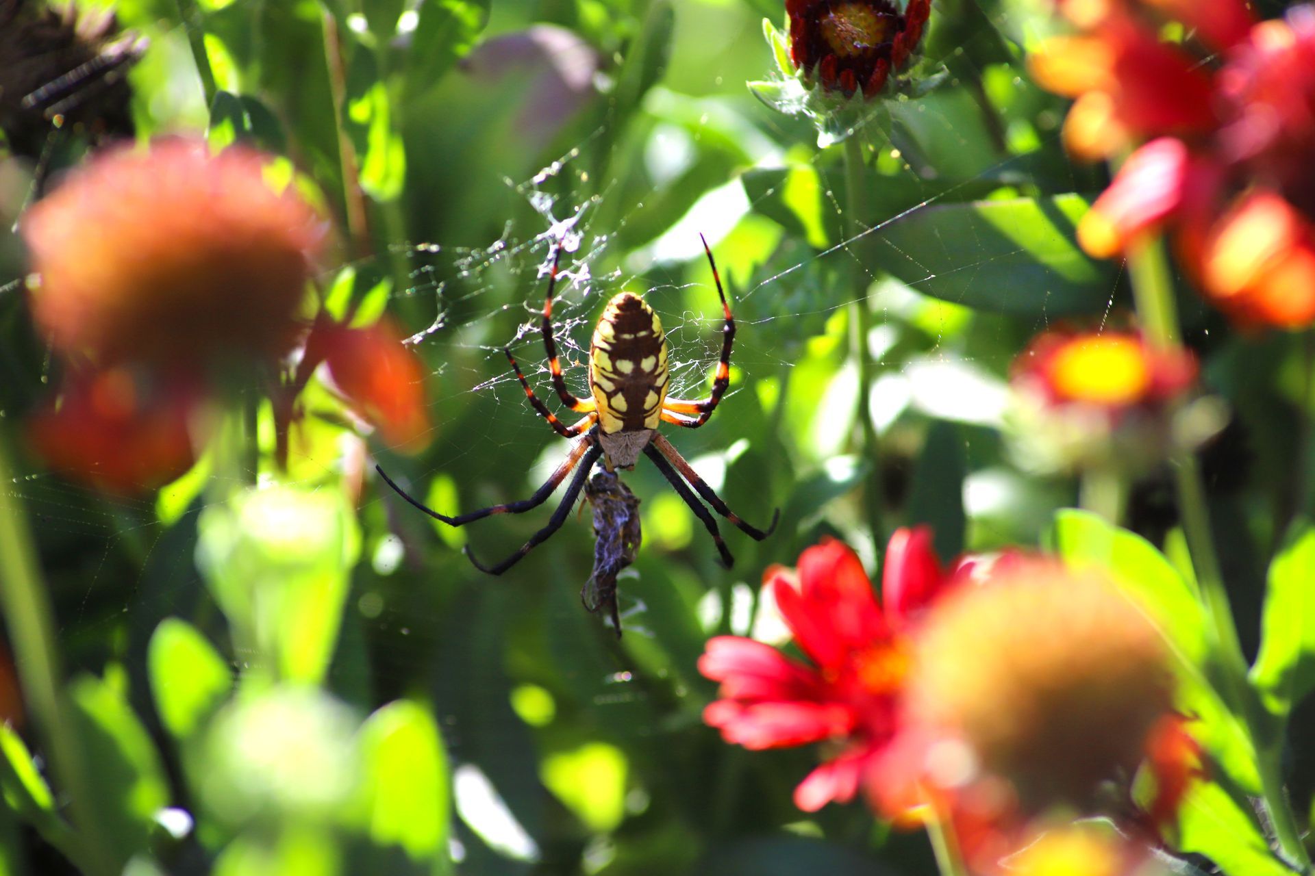 spider in garden