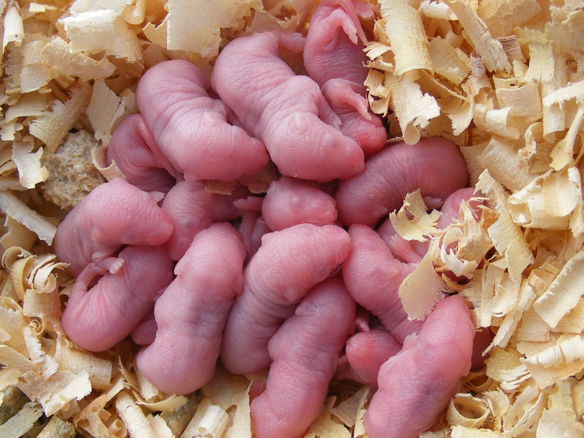 image of baby mice
