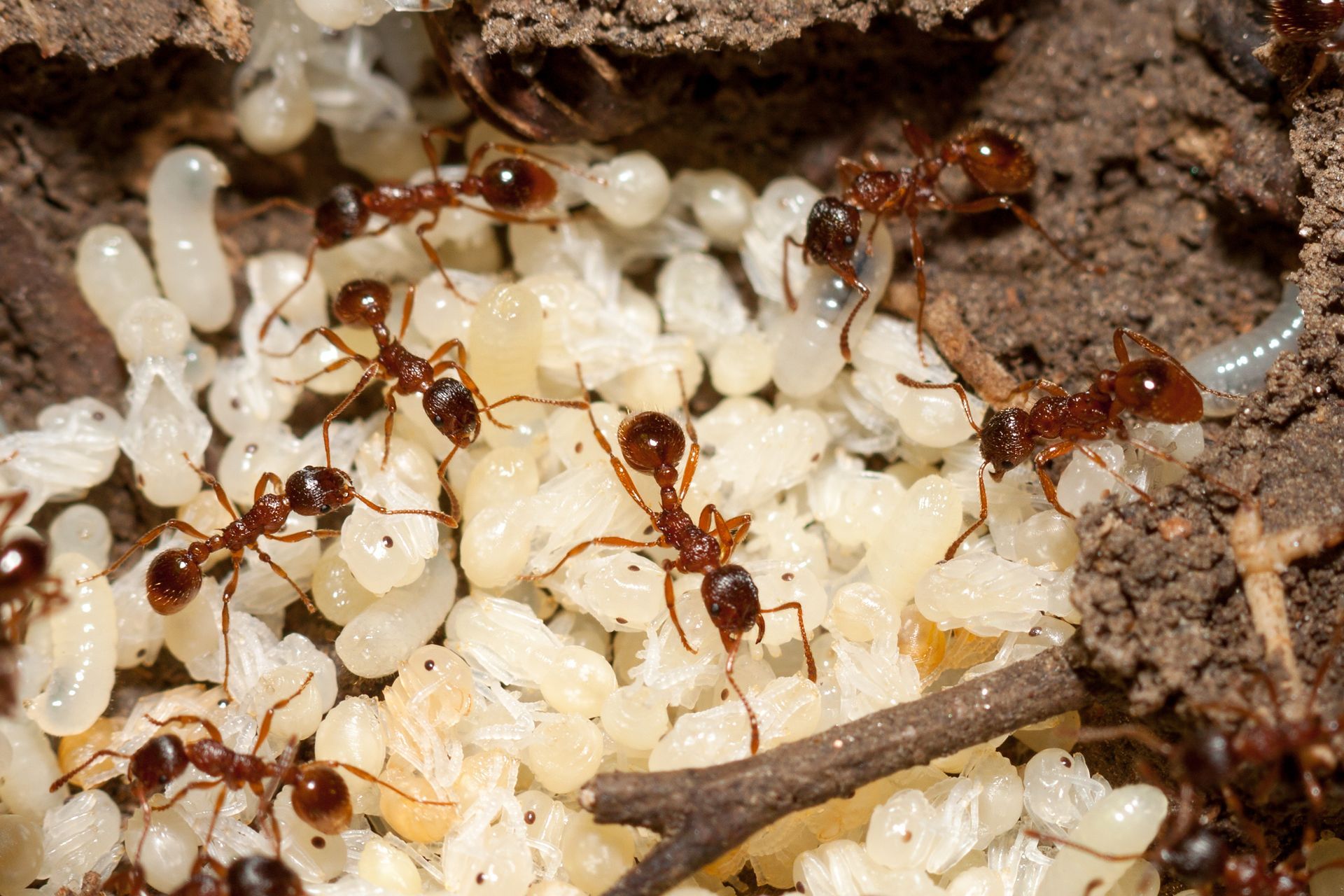 ant colony