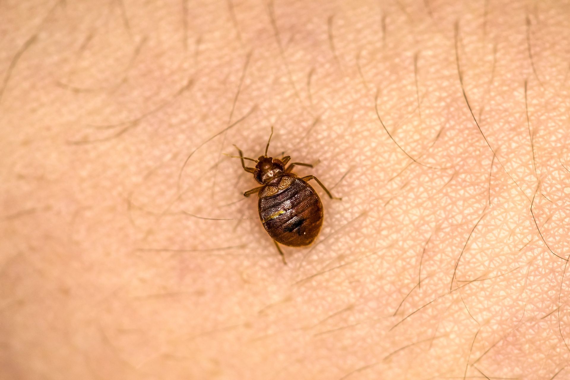 feeding bed bug