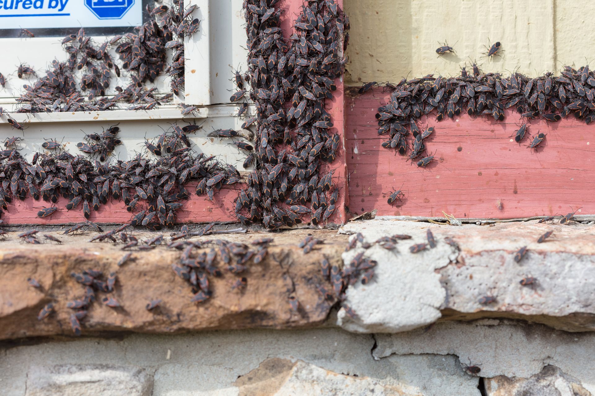 Box Elder Bug Control & Exterminators EcoGuard Pest Management