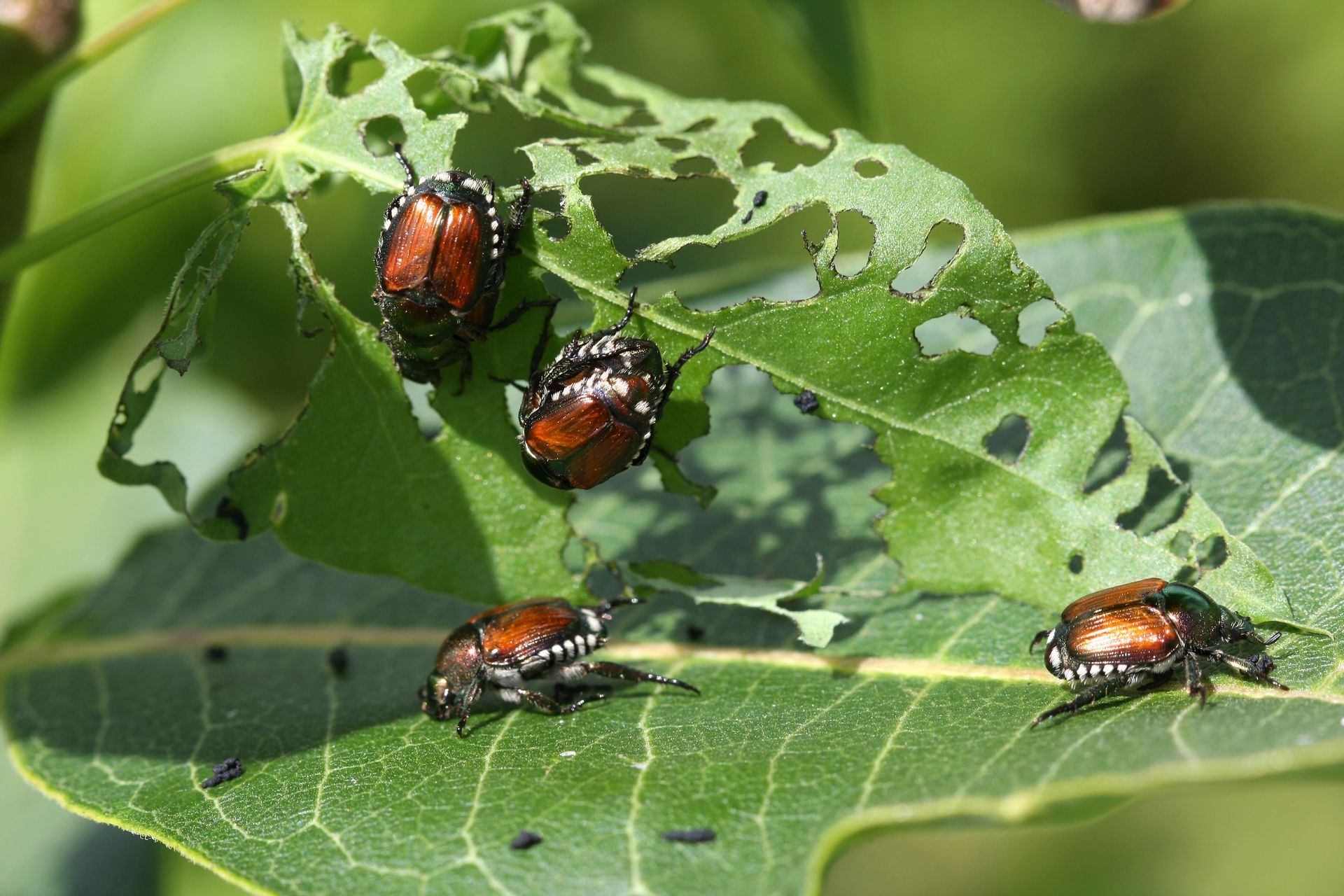 get rid of japanese beetles