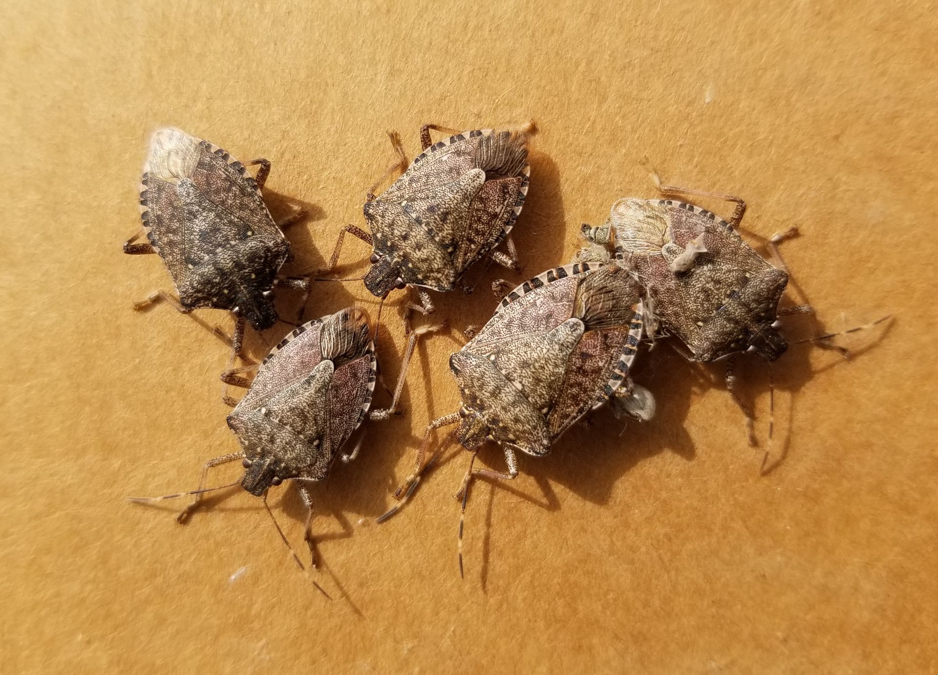 image of a group of stink bugs