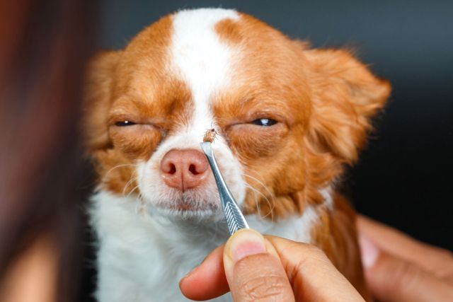 Dog brush outlet for ticks