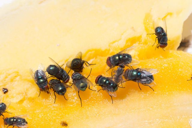 How Exterminators Get Rid of Flies in Gainesville · ExtermPRO