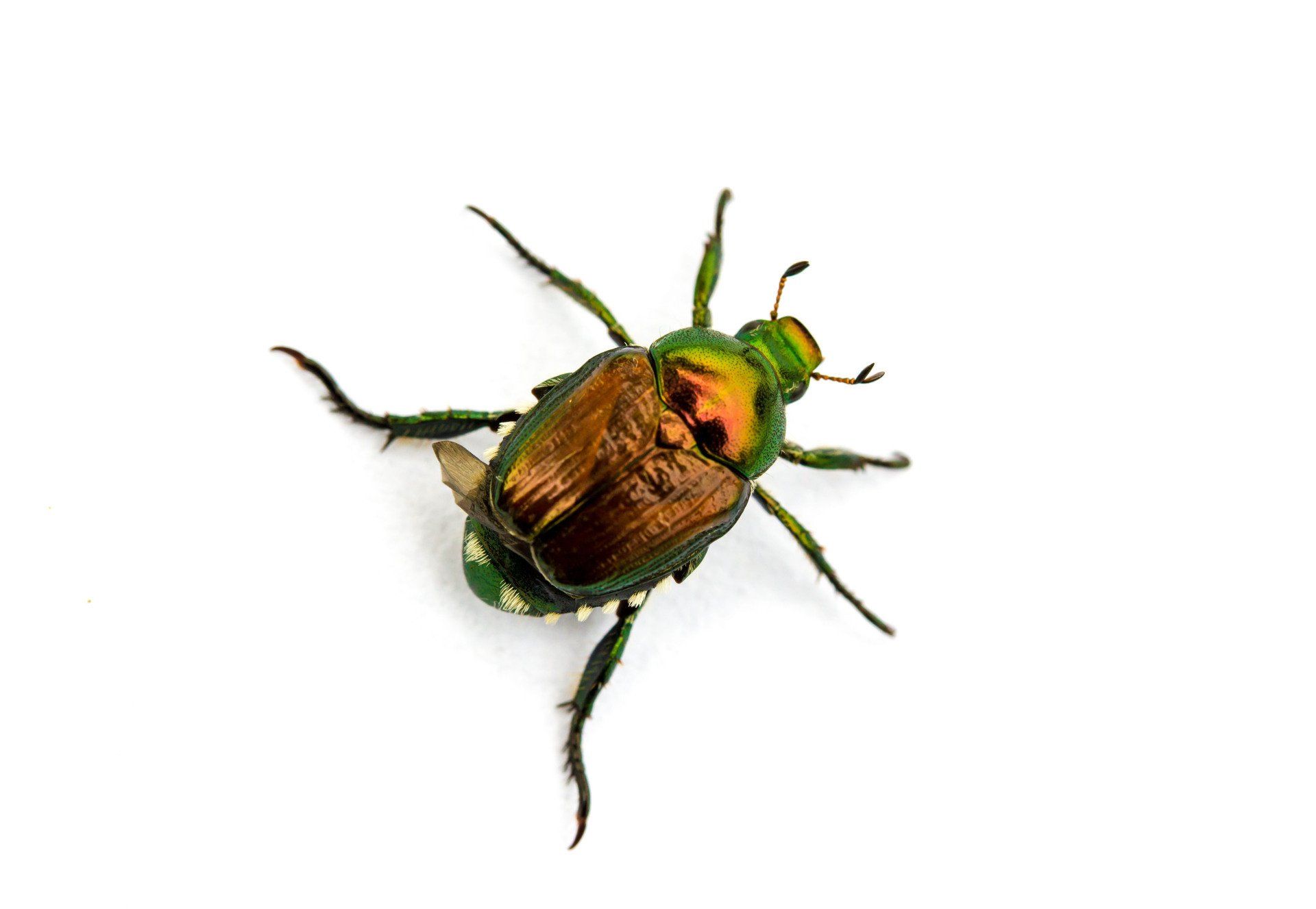 types of beetles
