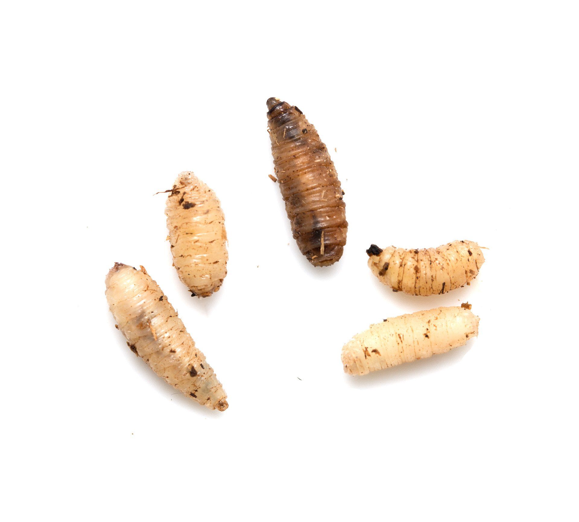 Where Do Maggots Come from and How to Get Rid of Them