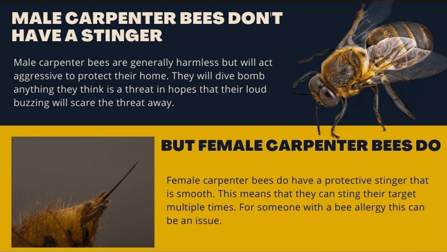 Compares the stinger of male and female carpenter bees. Female carpenter bees have a stinger while males do not.