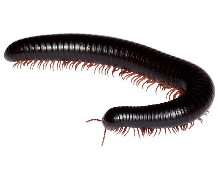 Millipede Control