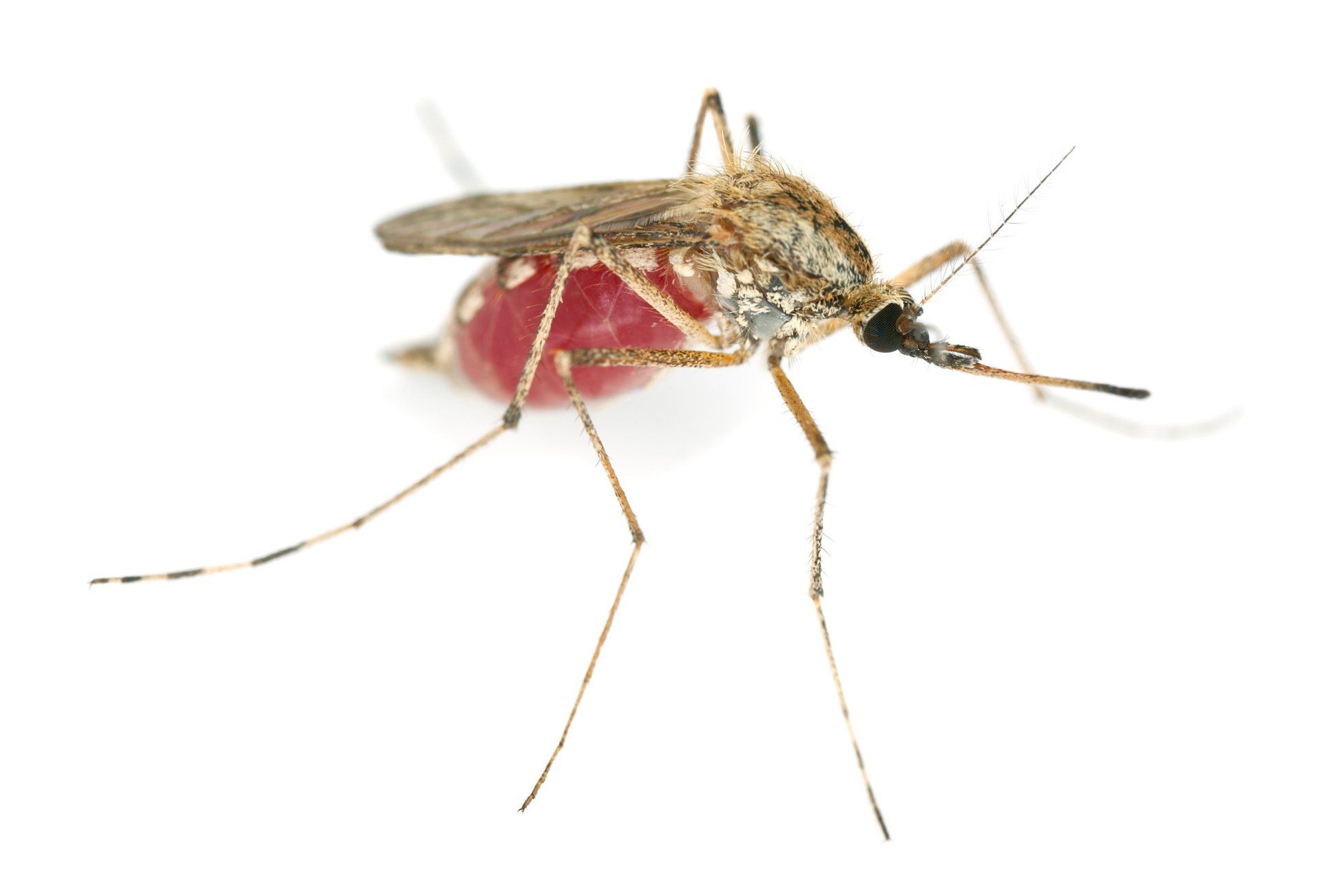 what blood type do mosquitoes like
