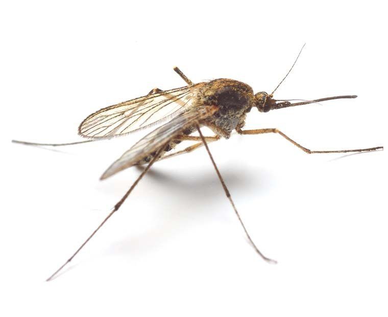 Mosquito lifespan