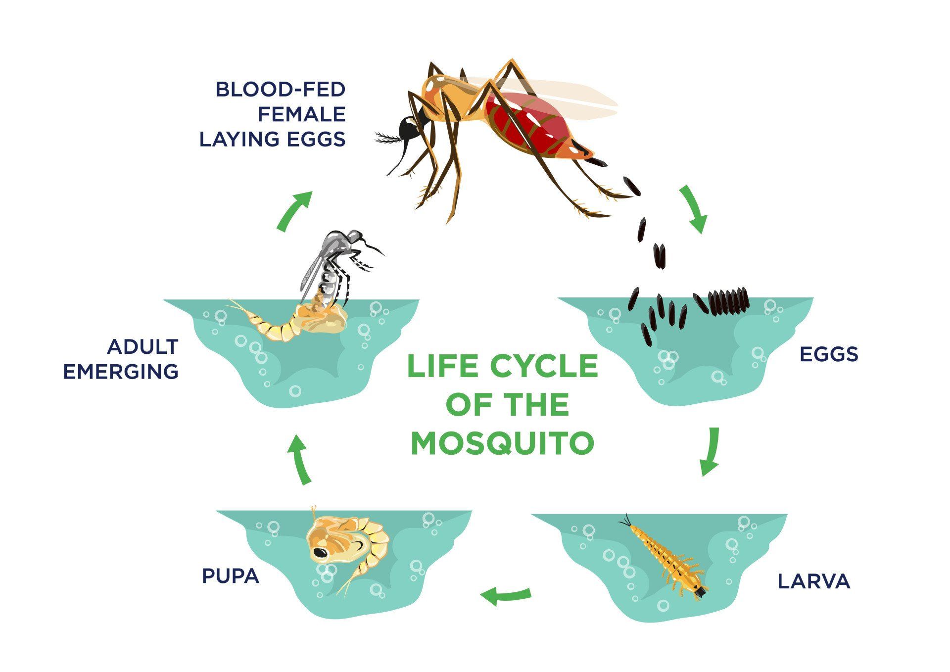 diagram that shows the different stages of the mosquito life cycle.