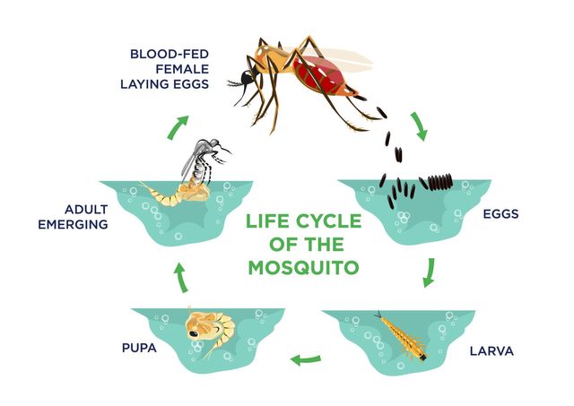 malaria mosquito life cycle