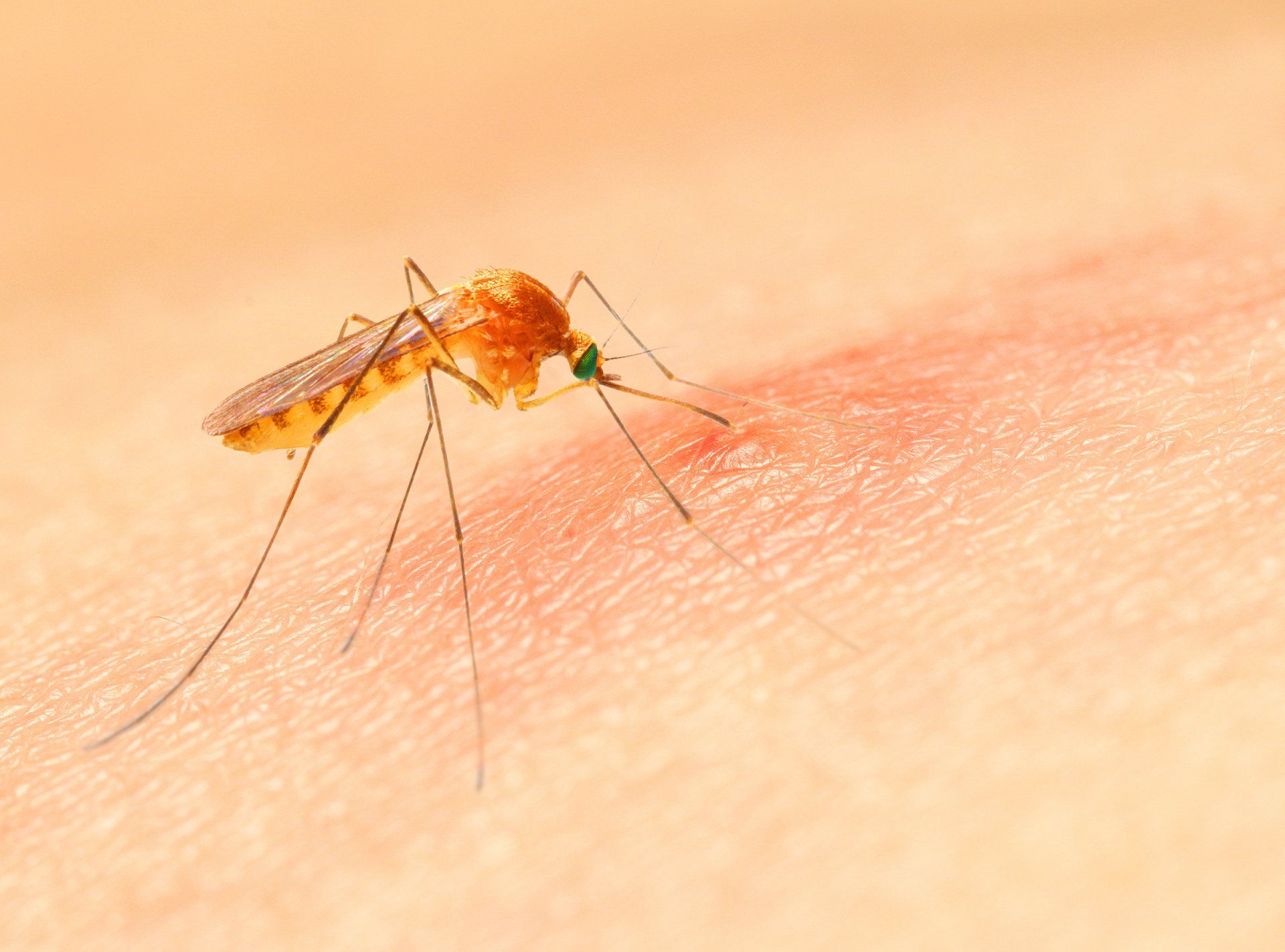 Оранжевый комар. Укус малярии малярийный комар. Комар желтолихорадочный укус. Укус комара под микроскопом.