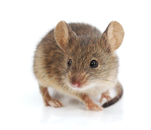 The Life Expectancy of Mice