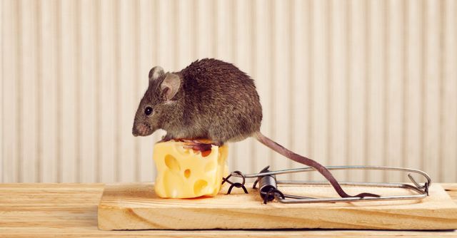 What is the Best Bait for Mouse Traps? | EcoGuard Pest Management