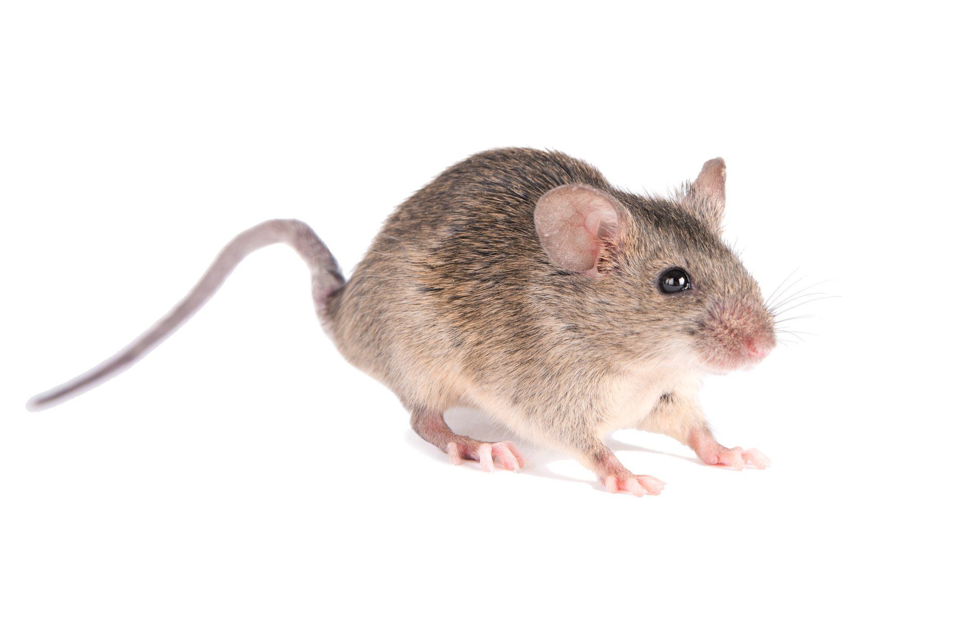 rat & mouse control