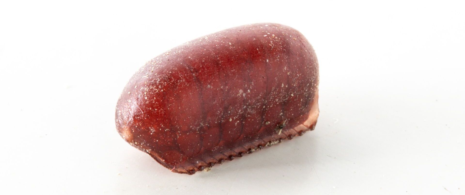 image of oriental cockroach egg