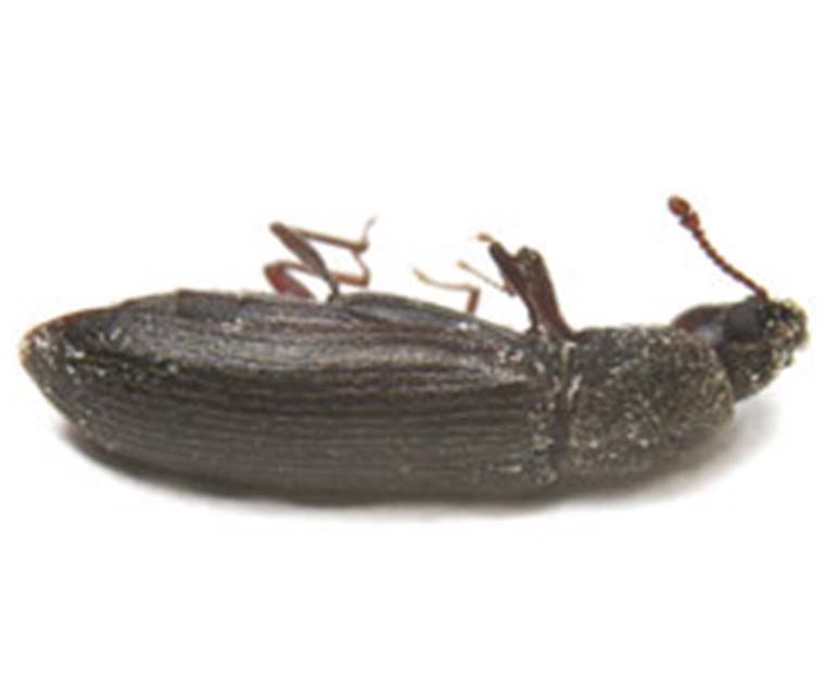 image of powderpost beetle