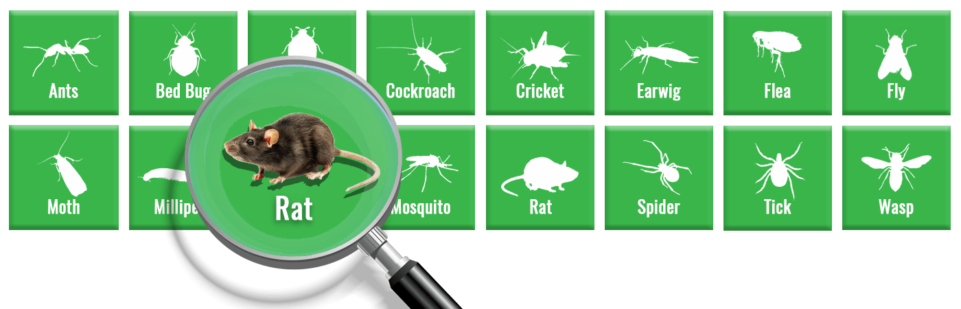 What Diseases Do Rats Carry? 35 Rodent-Borne Diseases