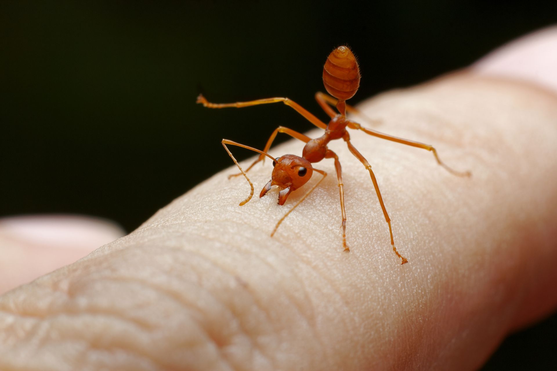 fire ant attack