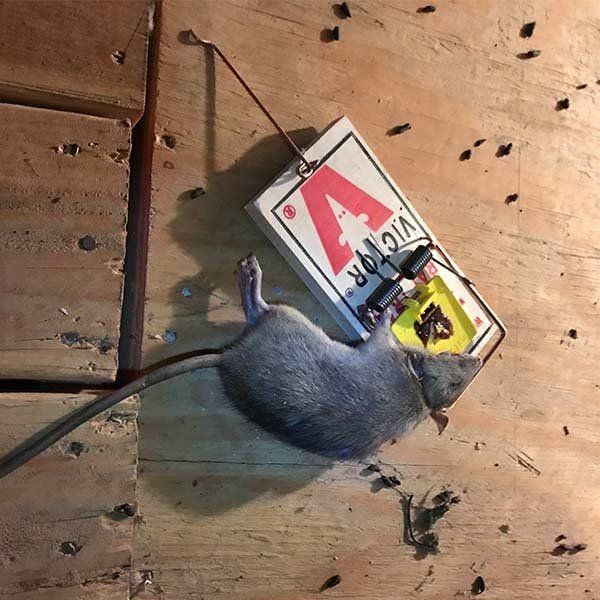 Pack Rat Identification & Info  American Pest Management - Pest Control  and Exterminator Services
