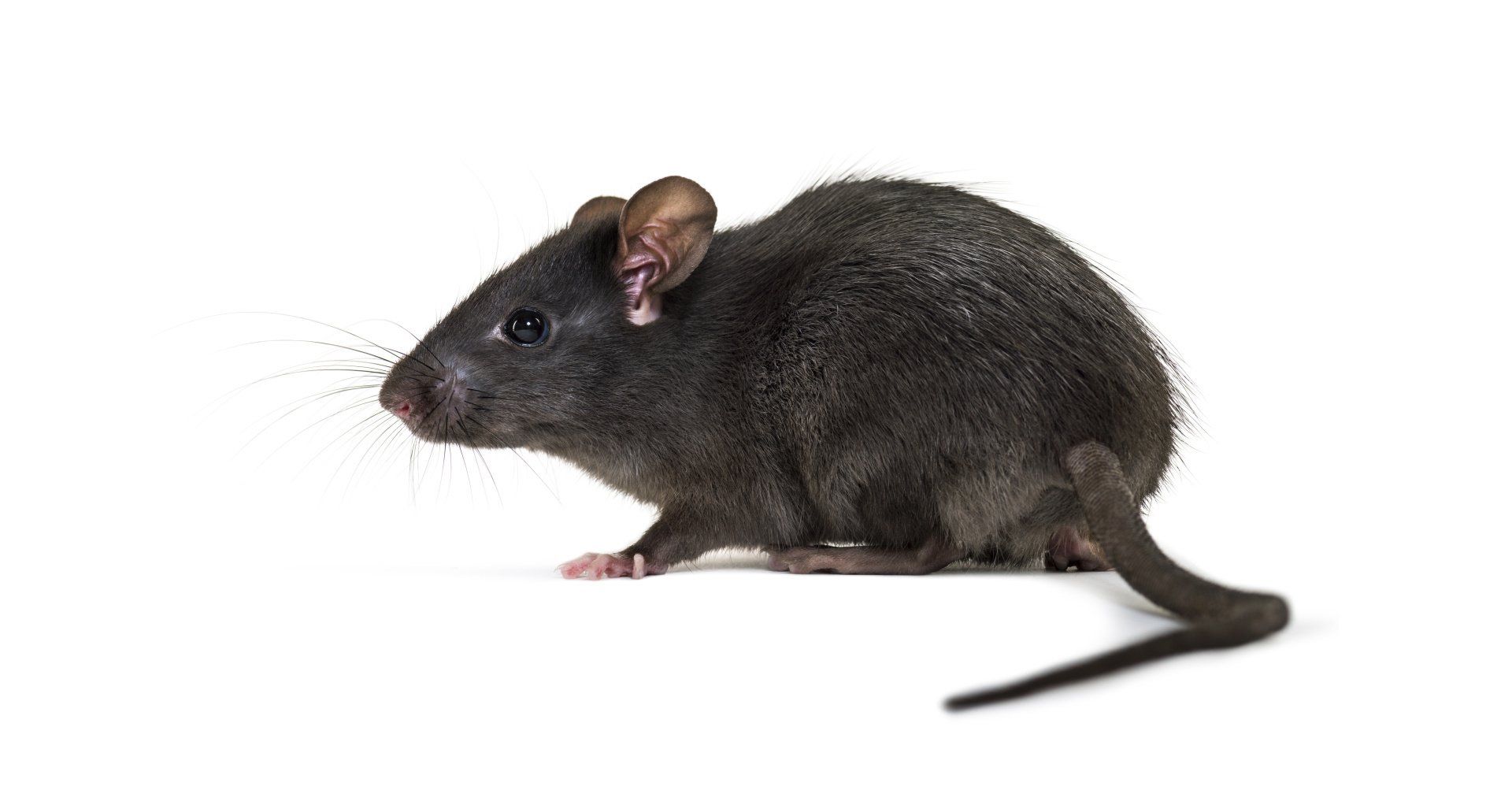 How Long Do Rats Live? Rat Lifespan & Reproduction