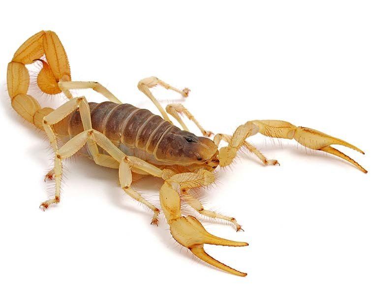 Scorpion Control
