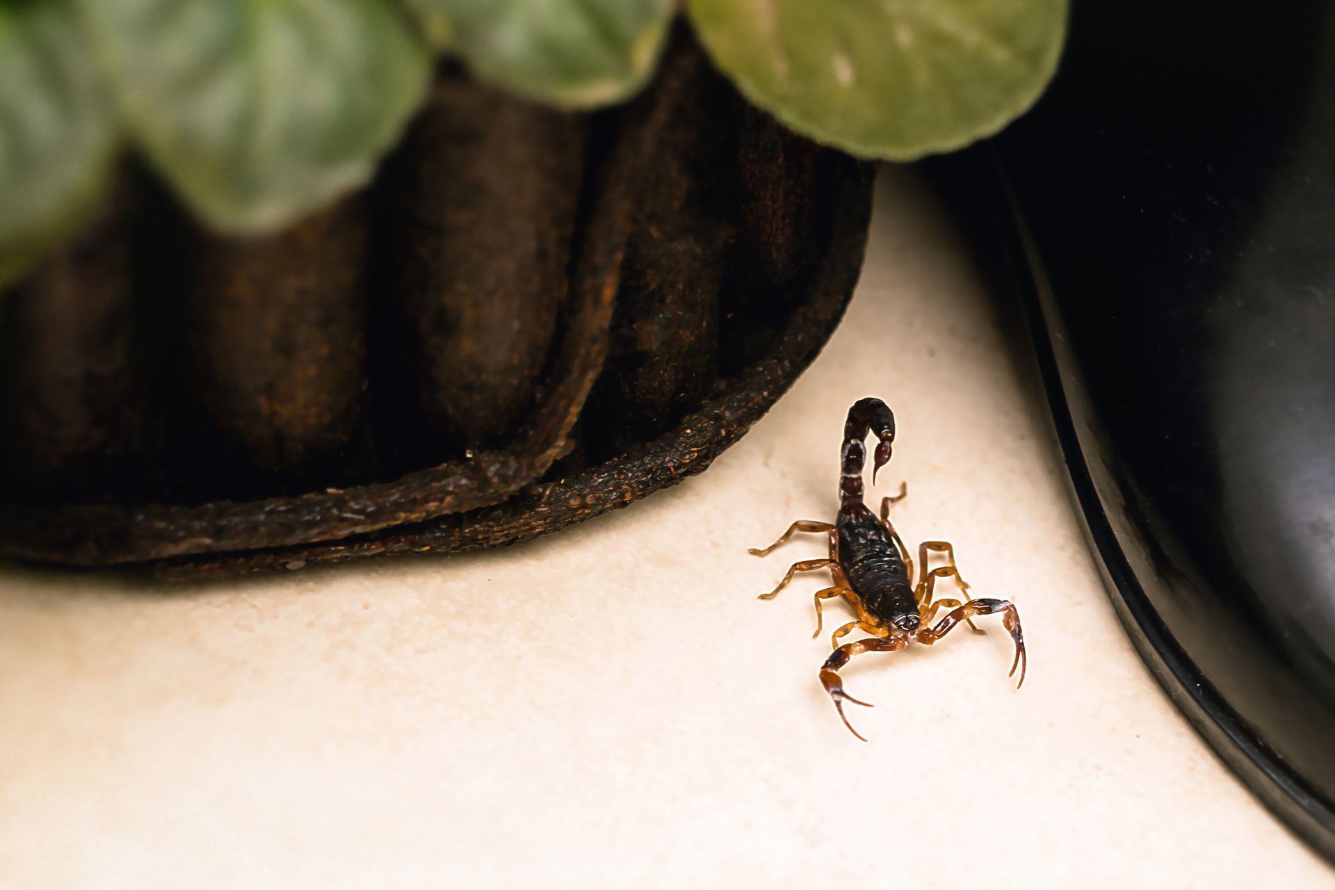 scorpion attractant