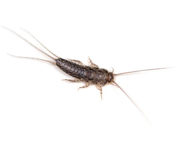 Silverfish Control