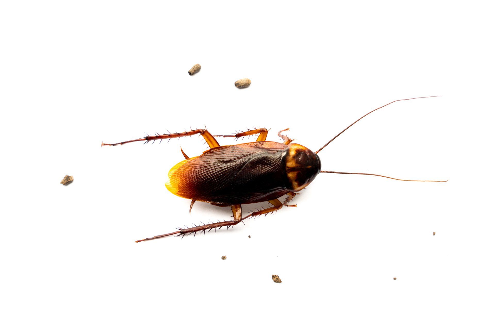 What Attracts Cockroaches Into Your Home Ecoguard