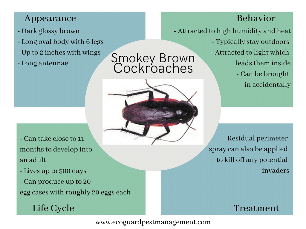 diagram that describes smokey brown cockroaches