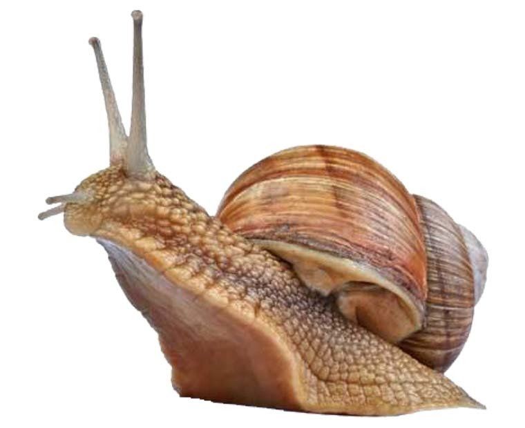 Snail Control