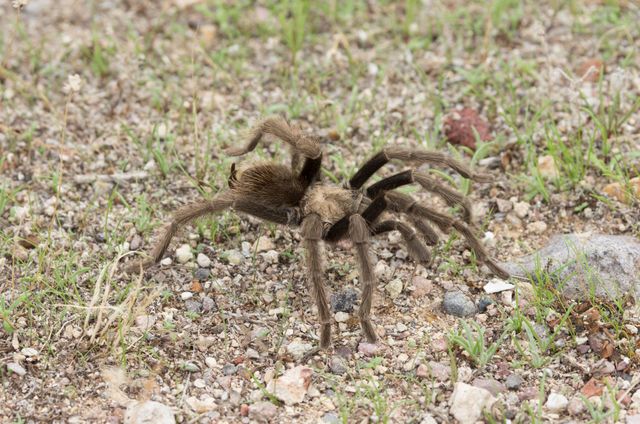 Purse web spider (Atypus affinis) in defensive pose. What appear to be a  fifth pair of legs in the front are a pair of pedipalps. This primitive  spide Stock Photo - Alamy