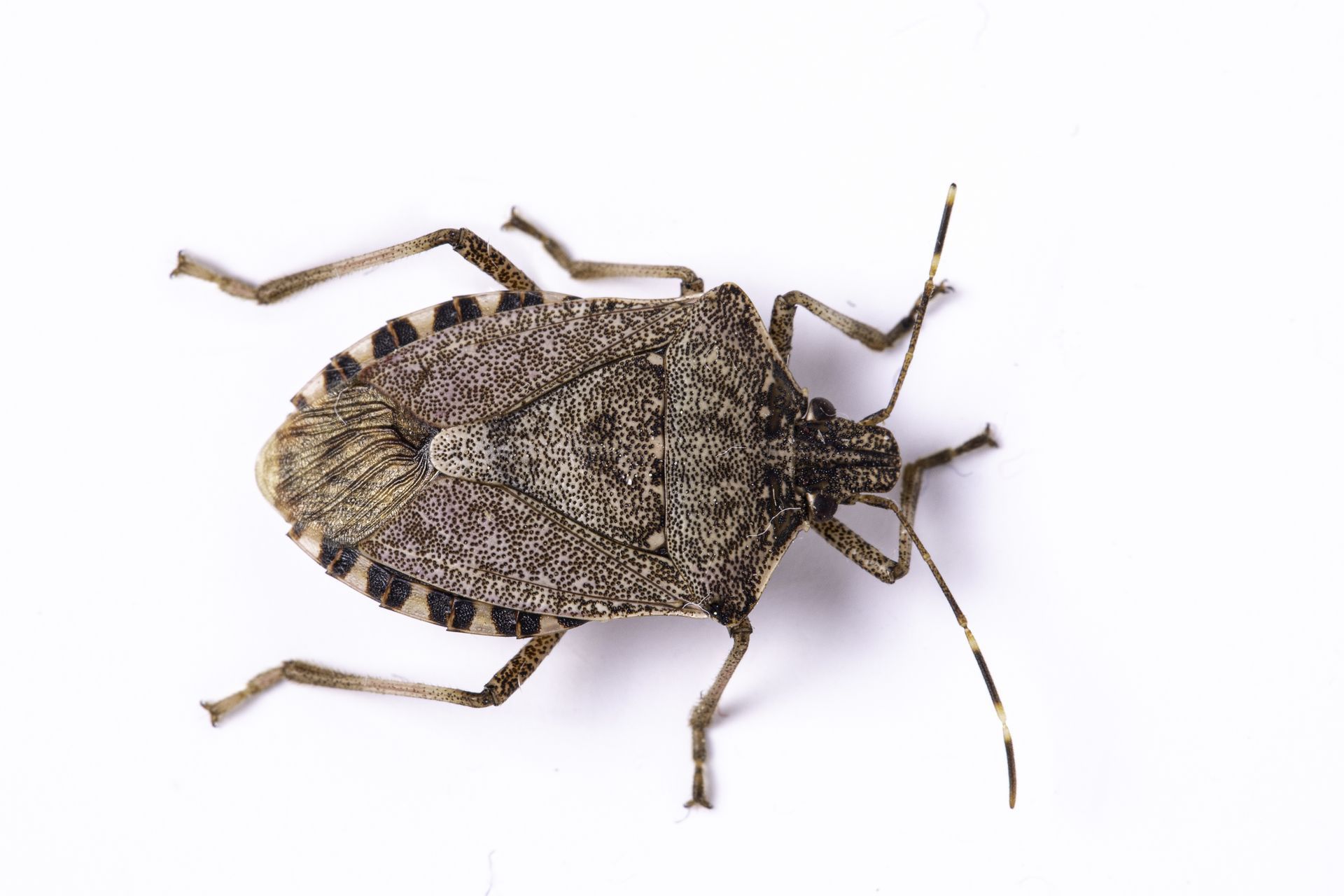 Stink bug control