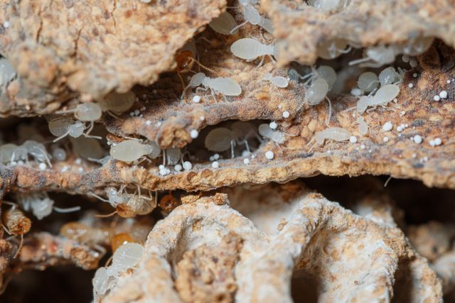 inside termites nest