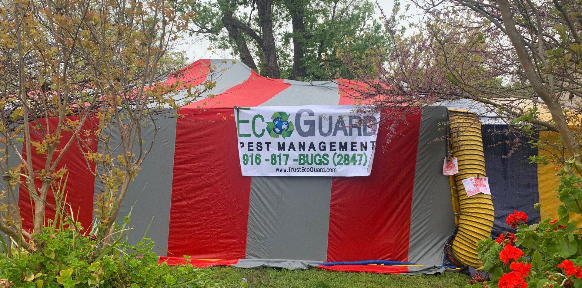 What Is Fumigation & How Much Does It Cost? | Ecoguard