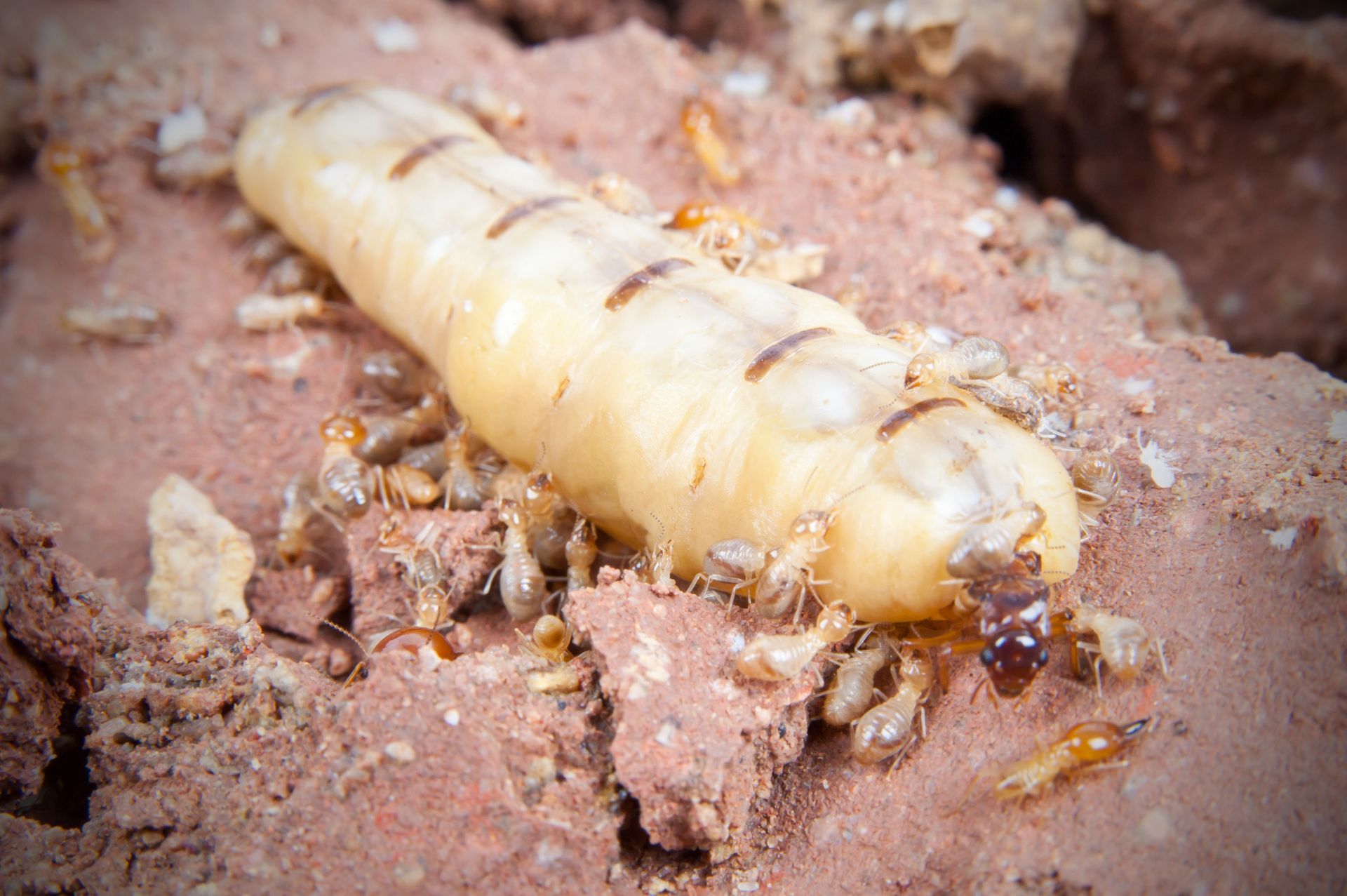 Termite Queen s Role Appearance Size Lifespan EcoGuard