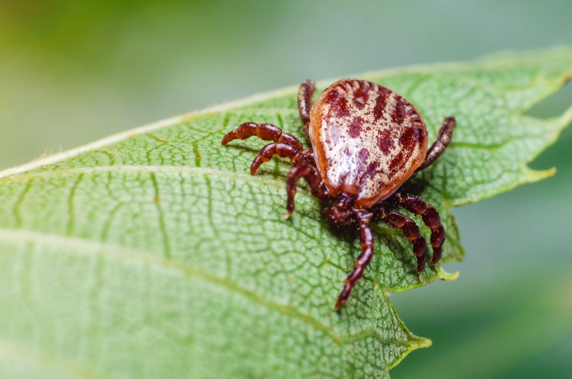 tick on leaf