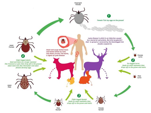 tick reproduction