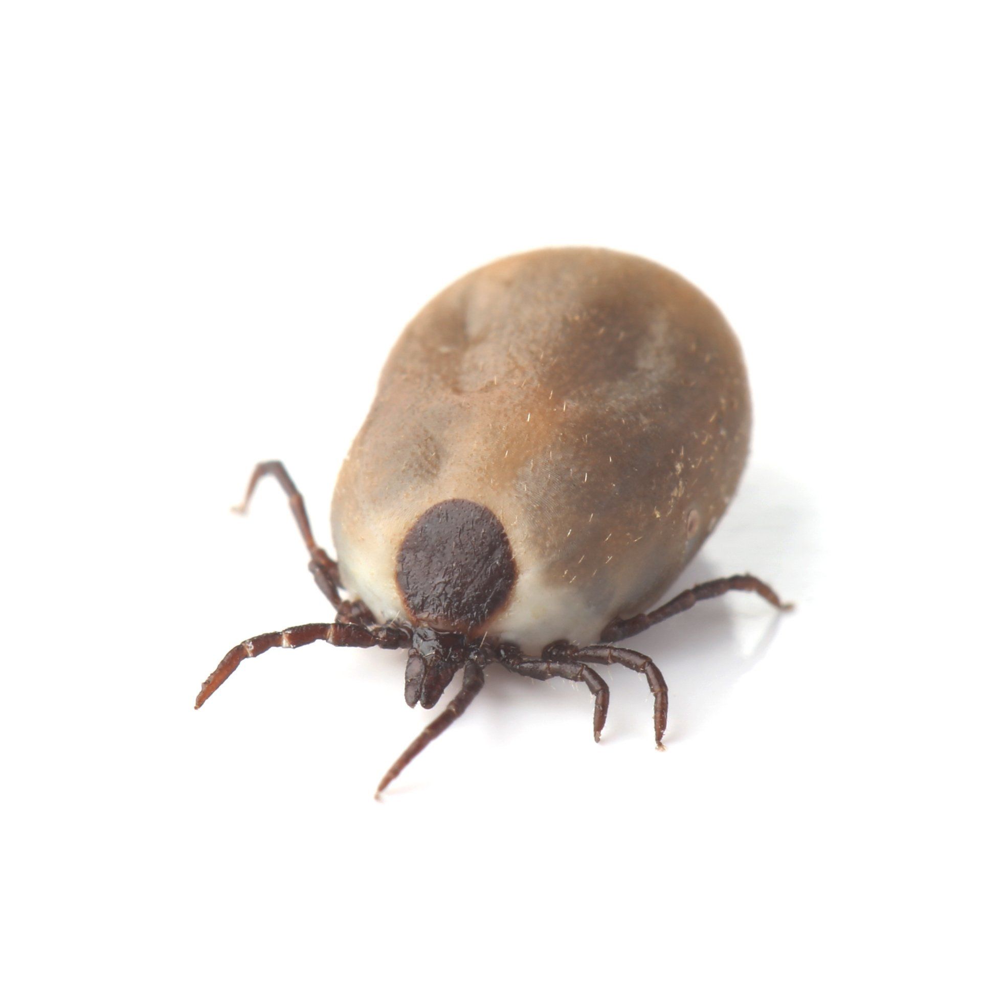 Tick Eggs Tick Lifecycles Ticks CDC Tick Eggs Tick Lifecycles Ticks CDC