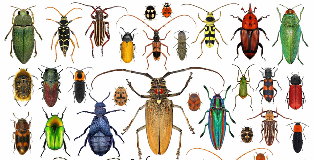 Common Types of North American Beetles Around Your Home