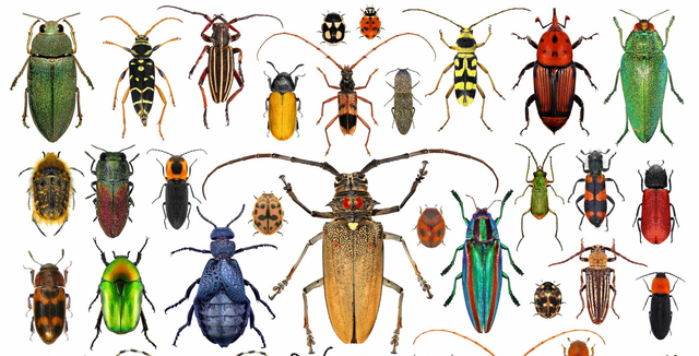 Identify Beetles Grapevine Beetle